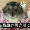 🐹ハムスターケージの🏠大掃除