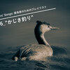 “かじき釣り”――Birders' Songs（バーダーのためのプレイリスト）006