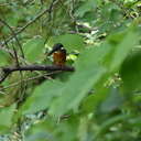 だるだる野鳥観察日記