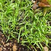 ハーブ花壇11月からの生長記録　終わろうとしていたハーブ花壇にディルの種をばらまいてしまって・・・。