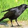 カラスと目が合ったら「見続けろ」👀、ゴミ被害を防ぐ対策❗