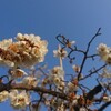 ジョギングで季節の花を愛でる ～東公園の梅～