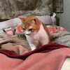 ねこ写真＃173