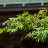 西光院の青モミジ