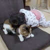 あんずがいっぱい100　いつもありがとうございますにゃ