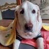 翁、調子が悪くなる