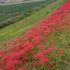 彼岸花の呼称