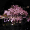 雨上がりの夜桜  -平安神宮・東神苑にて-