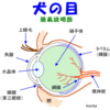 ﾌﾞﾄﾞｳ膜炎の原因