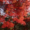 神戸森林植物園、学習の森、再度公園。紅葉見頃。サザンカ満開。ソウシチョウ、コゲラ、ヤマガラ、メジロ、キセキレイ、セグロセキレイ、オオバン。