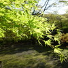 新緑の輝き　青海神社