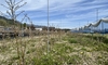 ＢＢ、栗、バラ　剪定が終わりました