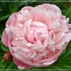花でも愛でるか