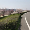 桜堤防