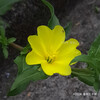 マツヨイグサ Oenothera stricta