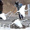 大寒に羽ばたくコハクチョウ　深谷（埼玉県）