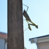 カマキリ枯れる