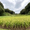 小山田緑地を起点に周辺を里山ラン