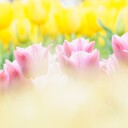 ちゃらりんたんblog