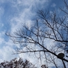 空を飛ぶ みんなの声♪