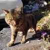 秋日和の猫