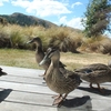 鳥たちの国 ニュージーランド