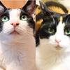 いよいよ今月となりました！ 第7回「みんなのネコねこ写真展」