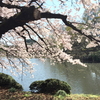 新宿御苑の桜