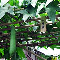 糸瓜とは 動植物の人気 最新記事を集めました はてな 糸瓜とは 動植物の人気 最新記事を集めました はてな