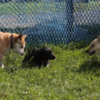 ららの飼い主さんからのお便り♪〜楽しい夏休み