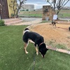 黒柴 🐶 つん