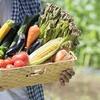 野菜が高騰している！！！！！