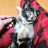 子猫初お風呂