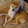 今日は中に入らず、だよ