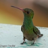 愛らしい Rufous-tailed Hummingbird （ルフォウステイルド　ハミングバード） 