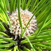 大王松　鉢植え