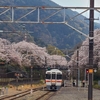 山北の桜見てきた！2023