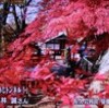 「賢治を読む会・１１月例会」、紅葉散る。。