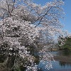 2022.4.6　清水沼の桜