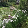 水辺の花たち＠歓修寺。