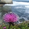 高戸海岸の花