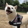老犬ホームあん｜新人さん あみ^^
