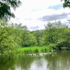 新緑の中に水鳥が寛ぐ風景　Scenery of waterfowl relaxing by fresh green waterside 〈230521〉