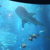 【大阪府】ジンベエザメがゆうゆうと泳ぐ巨大水槽は大迫力　世界最大級の水族館　海遊館を見る（2024年）