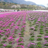 ４月１３日の羊山公園の芝桜