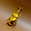 物理学者ラングの複雑系折り紙「カブトムシ」に挑戦／"Samurai Helmet Beetle" designed by Robert J. Lang