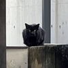 東京都文京区のニャー