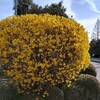 春の花