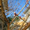 表参道へ