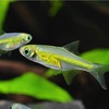 ミクロラスボラブルーネオン｜Green Neon Rasbora｜Microdevario kubotai